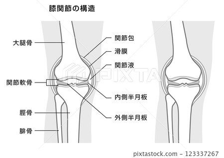 膝關節結構說明-單調插圖 123337267