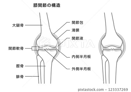 膝關節結構說明-單調插圖 123337269