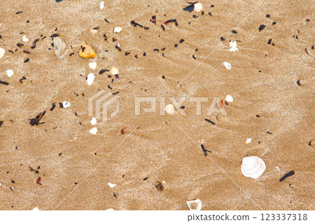 natural shells on the seashore close-up. Beach summer background 123337318