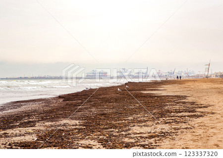 Spain, Valencia, March 29, 2022: Seaweed Debris Covering Sandy Beach in Overcast Weather by the Coast 123337320