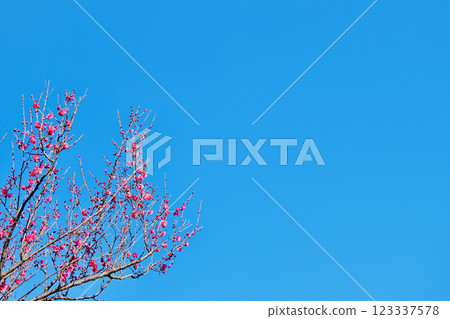 紅梅映藍天 2025-15 123337578