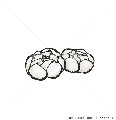 Hand-drawn illustration of lily root 123337625
