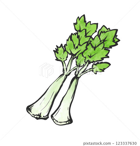 芹菜手繪插圖 123337630