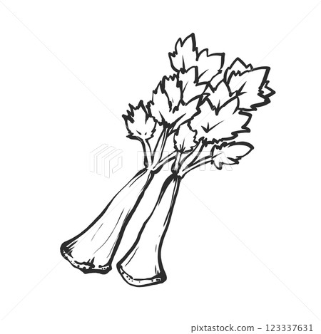 芹菜手繪插圖 芹菜手繪插圖 123337631