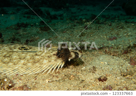 A Philippine Flounder, this flatfish an change color and texture to blend in with the ocean floor A Philippine Flounder, this flatfish an change color and texture to blend in with the ocean floor 123337663