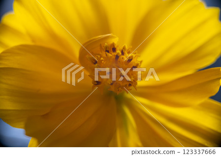 A super macro photo of a yellow Cosmos sulphureus from Luzon, Philippines. Close-up of stamen 123337666