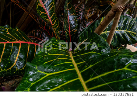 A close-up picture of an amazingly beautiful garden croton, Croton variegatum in a tropical jungle 123337681