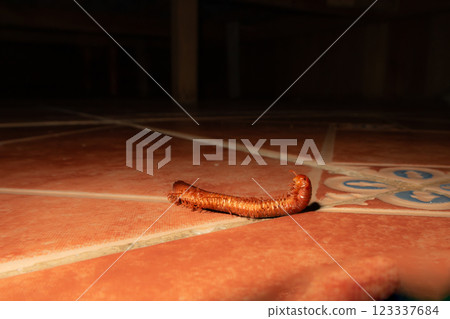 A picture of an orange Spirostreptida on orange floor tiles. This is a long, cylindrical millipede 123337684