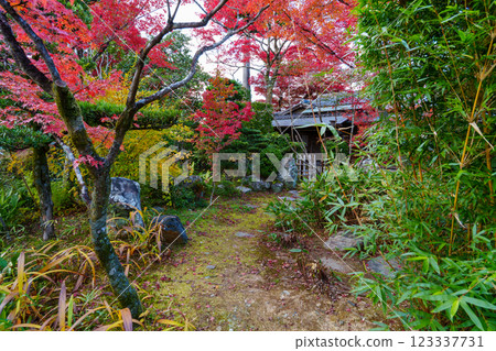 Scenery with autumn leaves: Daihoin Temple of Myoshinji Temple 123337731