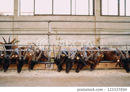 Herd of brown horned goats eating grain leaning out from behind a metal fence Herd of brown horned goats eating grain leaning out from behind a metal fence 123337894