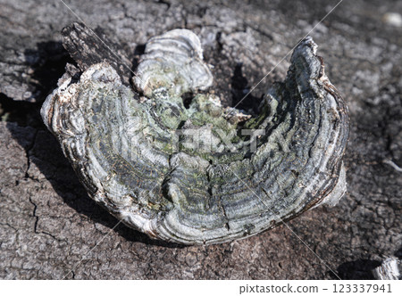 A close-up of Giant hoof fungus (Conk Mushroom) and turkey tail mushrooms (bracket fungus) growing on a fallen tree log. 123337941