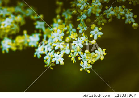 Black elderberry in bloom. White crayon flowers and inflorescences. Plant in the botanical garden in spring. Spring nature Wild growing shrub blooming 123337967