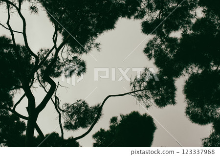 Silhouettes of branching coniferous trees against overcast dark grey sky. Forest, wood, woodland background. Pine trees tops bottom view. Before rain. 123337968