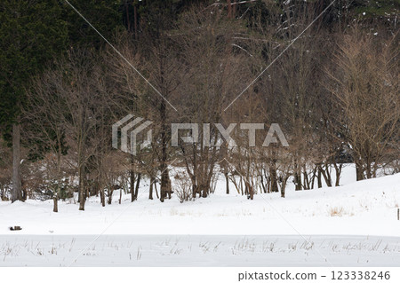 Frozen Marsh Frozen Marsh 123338246