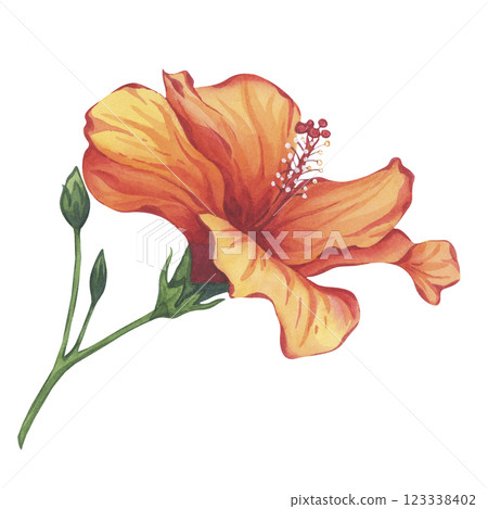 Orange Hibiscus flower with bud watercolor botanical illustration Orange Hibiscus flower with bud watercolor botanical illustration 123338402