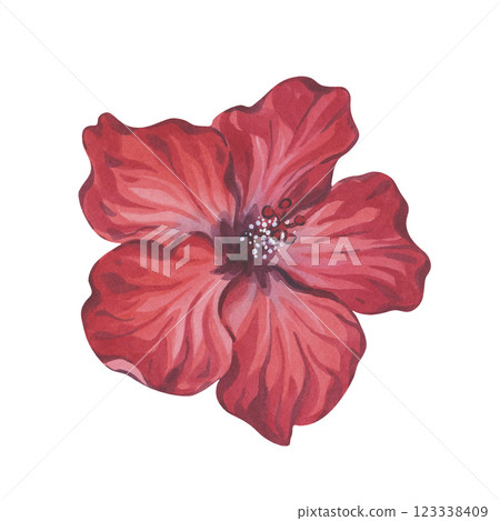 Red Hibiscus Flower Watercolor Stylized Illustration Red Hibiscus Flower Watercolor Stylized Illustration 123338409
