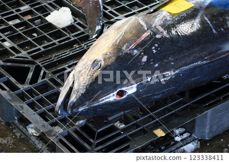Fresh bluefin tuna sold at auction Fresh bluefin tuna sold at auction 123338411