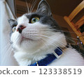 A cat staring at you 123338519