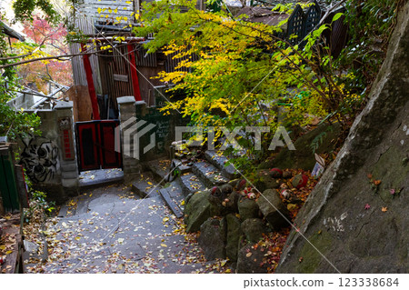 Cat's Path in Autumn 123338684