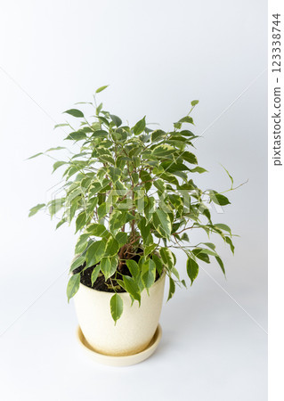 on white background on the table there is a round ribbed soft yellow pot with a bushy ficus small green peace plant oxygen release plant office plant a lot of leaves on white background on the table there is a round ribbed soft yellow pot with a bushy ficus small green peace plant oxygen release plant office plant a lot of leaves 123338744
