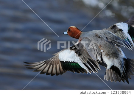 Wigeon flying 123338994