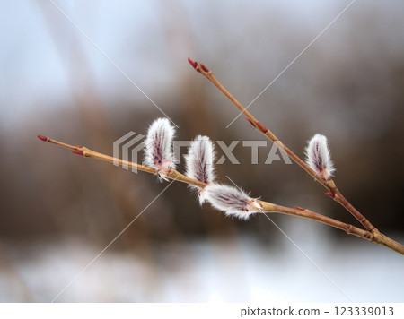 The lovely "Koriyanagi" willows that sprouted in February 123339013