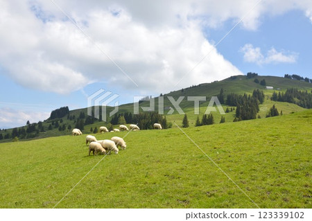 sheep feeding grass on the hill in Appenzell Switzerland 123339102
