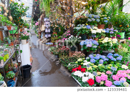 Paris flower market 123339481