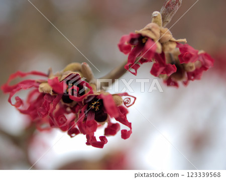 Hamamelis intermedia 'Diane' blooming in February 123339568