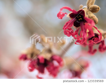 Hamamelis intermedia 'Diane' blooming in February Hamamelis intermedia 'Diane' blooming in February 123339569