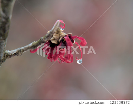 Hamamelis intermedia 'Diane' blooming in February 123339572