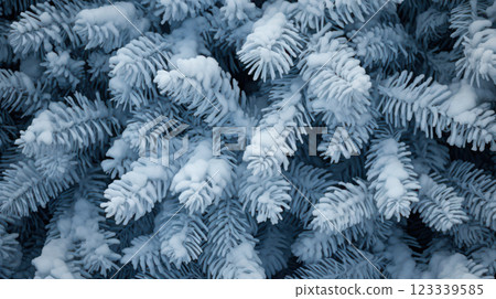 Frosty Pine Tree Branches Frosty Pine Tree Branches 123339585