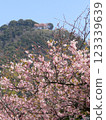 Kawazu cherry blossoms in the blue sky 123339639