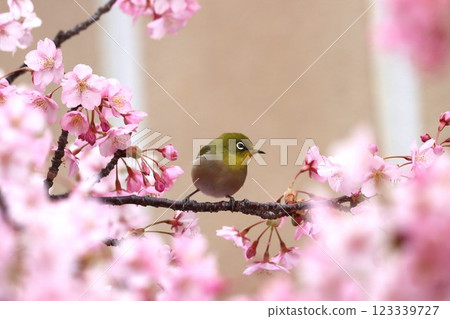 Surrounded by cherry blossom petals, it looks like a flower basket - 9 123339727