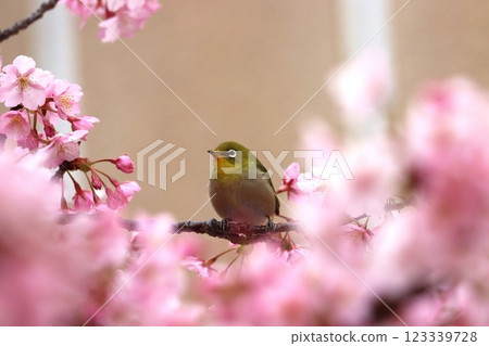 被櫻花花瓣包圍,看起來像個花籃——Hachi 被櫻花花瓣包圍,看起來像個花籃——Hachi 123339728