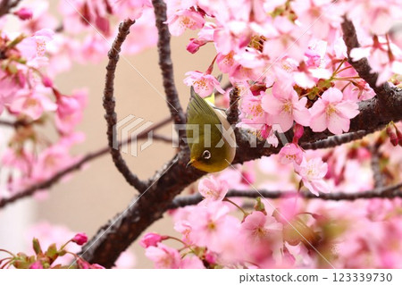 被櫻花花瓣包圍,形狀像花籃 - 6 被櫻花花瓣包圍,形狀像花籃 - 6 123339730