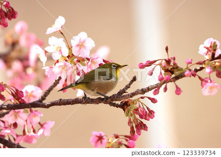 被櫻花花瓣包圍，形狀像花籃（其二） 123339734