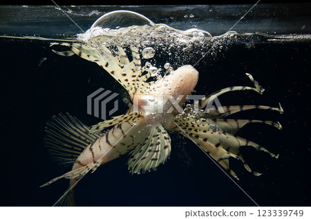 獅子魚、獅子魚、有毒魚、獅子魚繁殖、獅子魚捕食 123339749