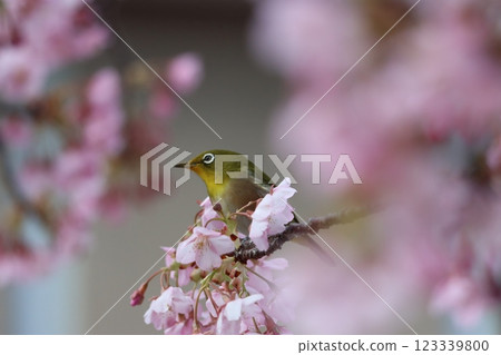 White-eyes gather around the early-blooming Kawazu cherry blossoms - 6 White-eyes gather around the early-blooming Kawazu cherry blossoms - 6 123339800