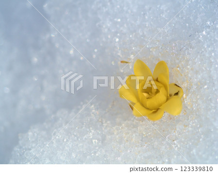 The lovely yellow flowers and buds of the Japanese wintersweet that bloomed in February 123339810