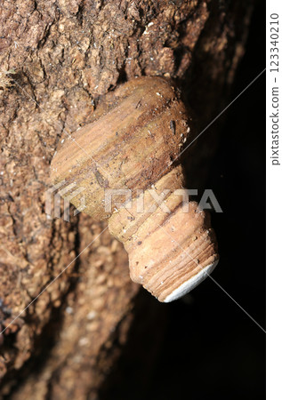 像冰淇淋杯一樣懸掛的附生菌(自然光+閃光燈微距特寫) 像冰淇淋杯一樣懸掛的附生菌(自然光+閃光燈微距特寫) 123340210