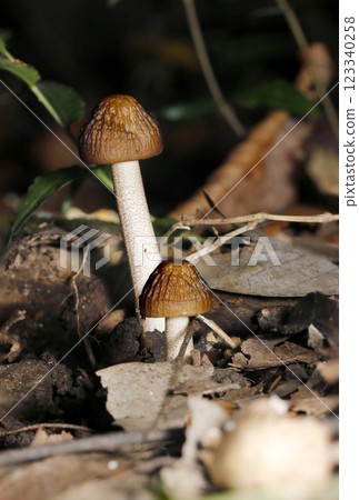 Young Polytrichum commune mushrooms growing on fallen autumn leaves (natural environment + strobe macro close-up) Young Polytrichum commune mushrooms growing on fallen autumn leaves (natural environment + strobe macro close-up) 123340258