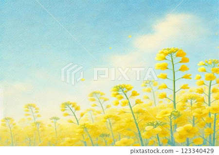 油菜田 油菜田 123340429