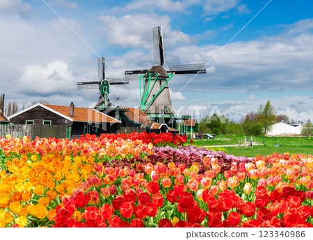 one dutch windmill over tulips 123340986