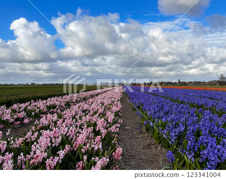 Dutch yellow tulip fields in sunny day 123341004