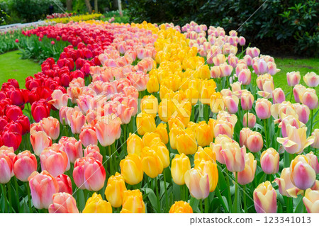 Rows of tulip flowers 123341013