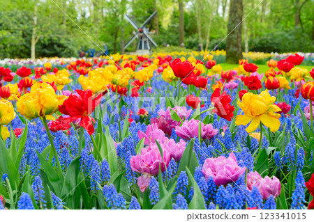 Rows of tulip flowers 123341015