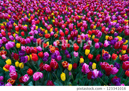 Rows of tulip flowers 123341016