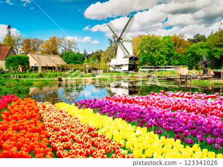 one dutch windmill over tulips 123341026