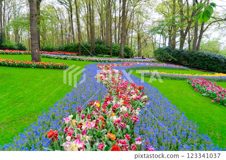 Rows of tulip flowers Rows of tulip flowers 123341037